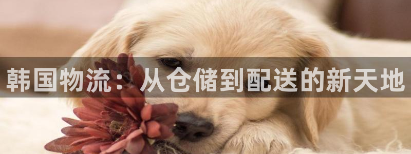 旺财28app官网少林足球：韩国物流