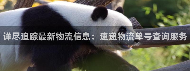 旺财28为什么没有赢过一次：详尽追踪