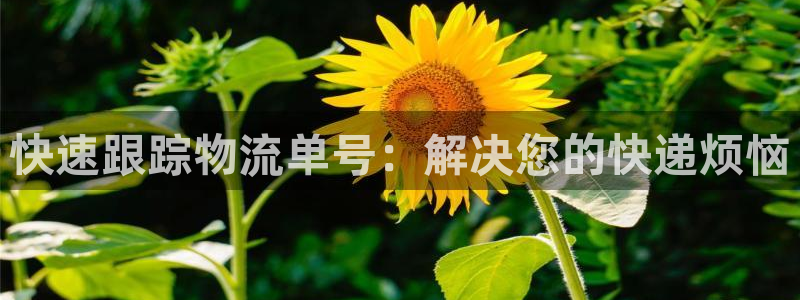 自行车旺财28是什么意思：快速跟踪物